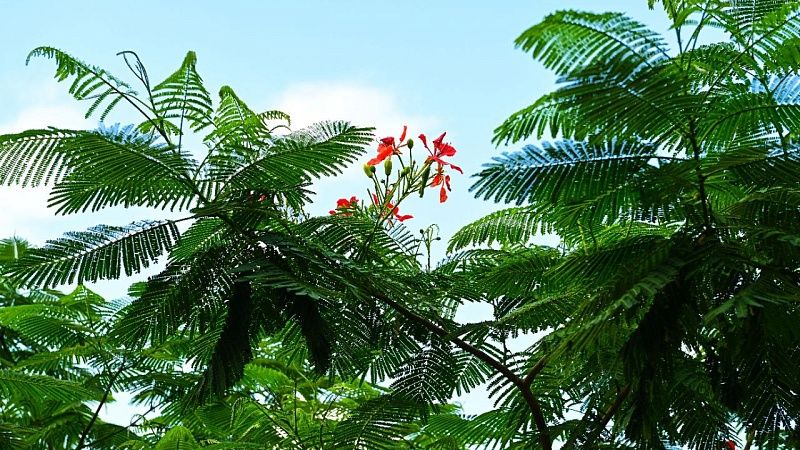 Второй раз за пять лет зацвело самое дорогое дерево в парке «Краснодар»