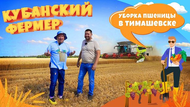 Уборка пшеницы в Тимашевске. История перехода от фермера к аграрию. Крупный сельский бизнес