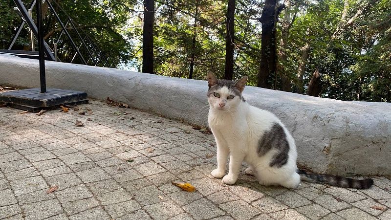 Туристов с детьми бросили на острове в Карелии после экскурсии