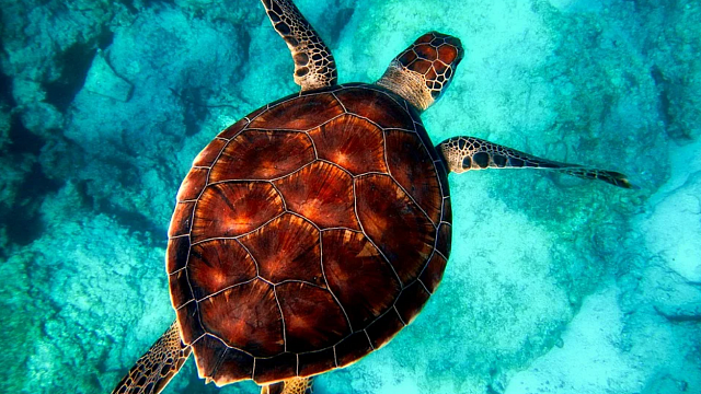 В мире отмечают день черепахи - животного, символизирующего мудрость и долголетие. Фото: pixabay.com