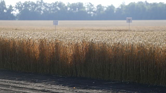 Урожай зерна на Кубани превысил 9 млн тонн. Уборка продолжается Архивное фото: Телеканал «Краснодар»/Геннадий Аносов
