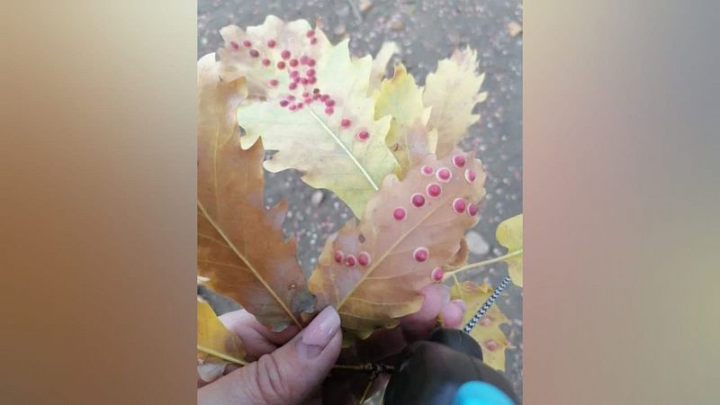 Специалисты объяснили появление красных пятен на листьях деревьев в Краснодаре