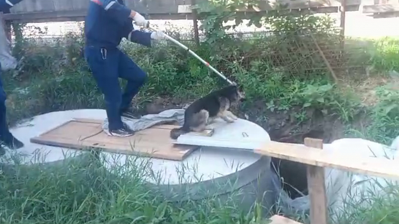 В Краснодаре спасатели помогли собаке, провалившейся в яму