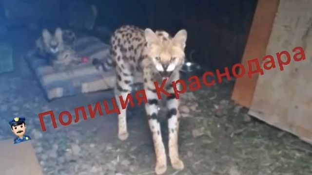 Полицейские спасли двух сервалов из гаража в Краснодаре Фото: полиция Краснодара