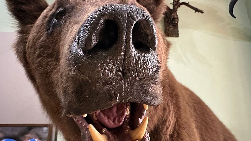 Автолюбитель снял на видео медведя на дереве у трассы в Сочи