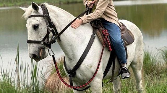 На Кубани из конюшни украли 7 лошадей, объявлено вознаграждение