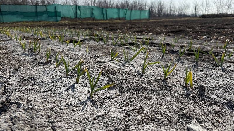 Град в апреле повредил посевы и шокировал жителей Кубани