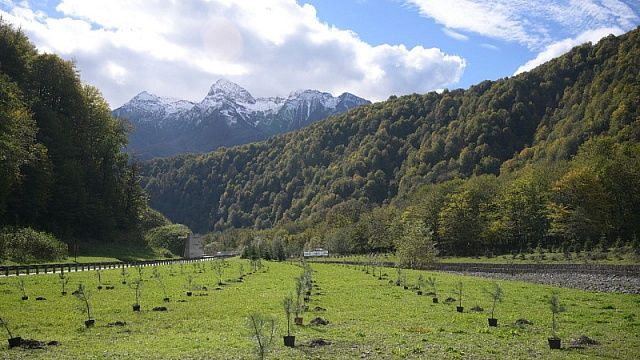 Саженцы крымской сосны высадили в горах Сочи