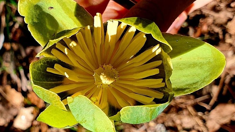 Редкие деревья эпохи динозавров зацвели в Сочи