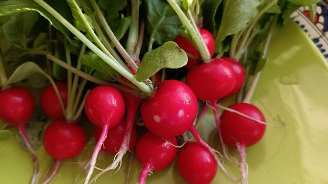 Фото: телеканал «Краснодар»