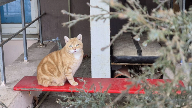 Фото: телеканал «Краснодар»