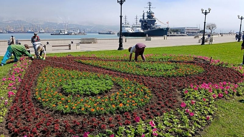 Почти 142 тысячи саженцев цветов закупили для летних клумб в Новороссийске 