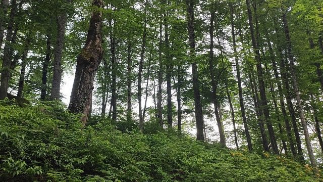 До 7 лет грозит «чёрному лесорубу», спилившему ясени на дрова в Туапсе