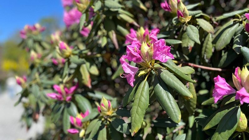 Первый день короткой рабочей недели мая прогреется до +24⁰С в Краснодаре