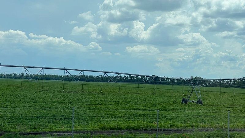 Экспорт риса в 2025 году вырос в 24,5 раза на Кубани