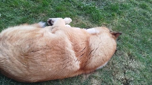 Полицейские и прохожие спасли собаку из раскалённого авто у «Дендрария» в Сочи