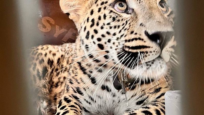 Ученые уверены, что выращенные в Сочи леопарды дали потомство в Северной Осетии