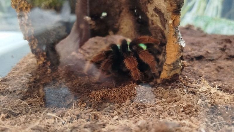 Популяция южнорусского тарантула резко выросла в Москве