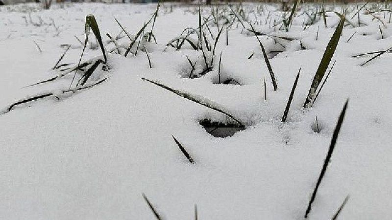 Основатель «Додо Пиццы» осудил травлю уволившей курьера из-за собаки управляющей