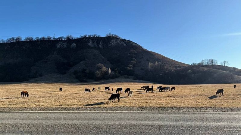 Жертвой коров стала 91-летняя пастушка из Швейцарии