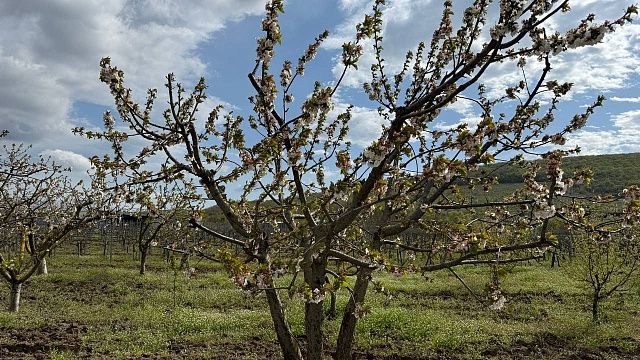 Фото: телеканал «Краснодар»