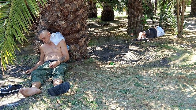 Полиция задержала пьяного туриста, спавшего под пальмой в Сочи