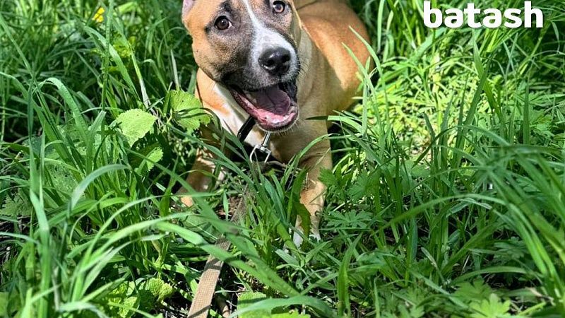 Любители собак избили уфимца и увели его породистого пса в Башкирии 