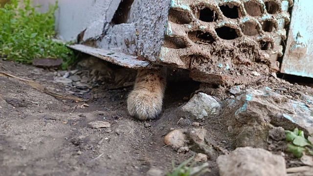 Краснодарцы обнаружили запертых в гараже диких сервалов Фото: полиция Краснодара