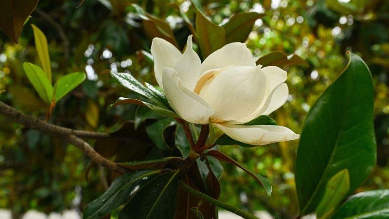 Сладкий аромат магнолии наполнил парк «Краснодар»