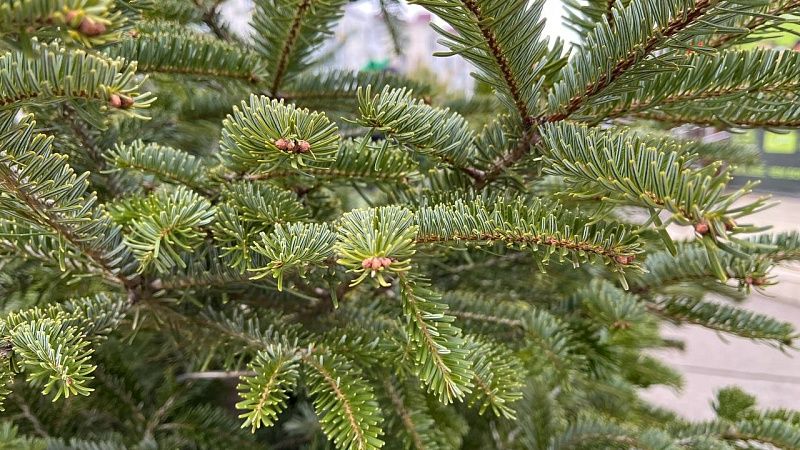 Вековая ель рухнула в «Дендрарии» Сочи