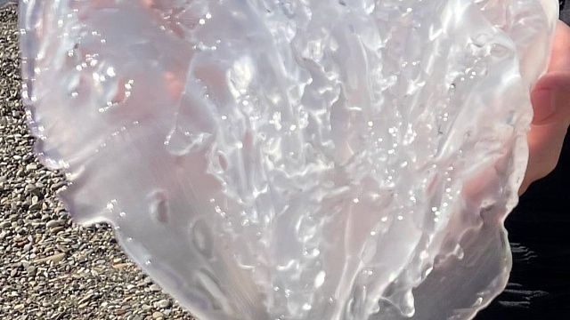 Гигантскую медузу сняли на видео у берегов Азовского моря на Кубани
