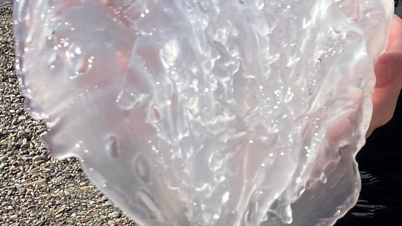 Гигантскую медузу сняли на видео у берегов Азовского моря на Кубани
