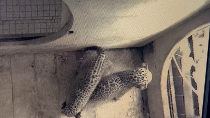 Леопардята-близнецы попытались сбежать из логова в питомнике Сочи