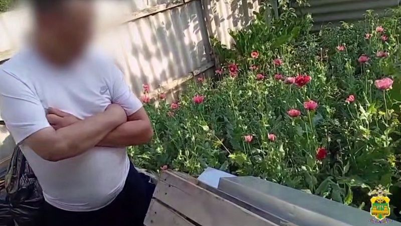 Под уголовное дело за выращивание 400 кустов мака попал житель Кубани