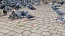 Специалисты рассказали, когда стоит подкармливать птиц жителям России