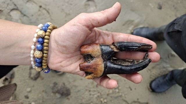 Сгнивший зуб шерстистого носорога нашли в Оби под Новосибирском