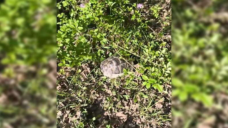 На видео сняли исчезающую черепаху Никольского в Сочинском нацпарке