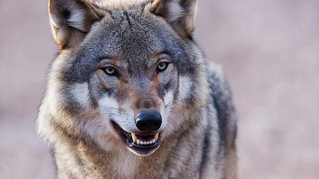 Изображение создано при помощи ИИ