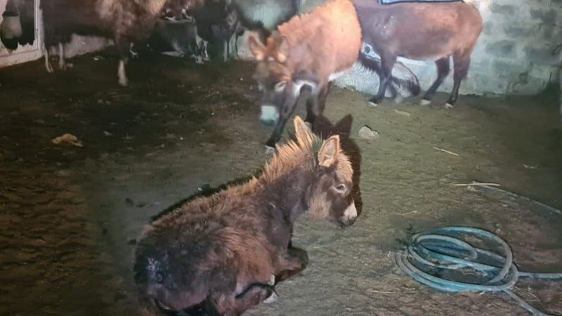 Полиция Анапы найдет попавших стрелой в осла 