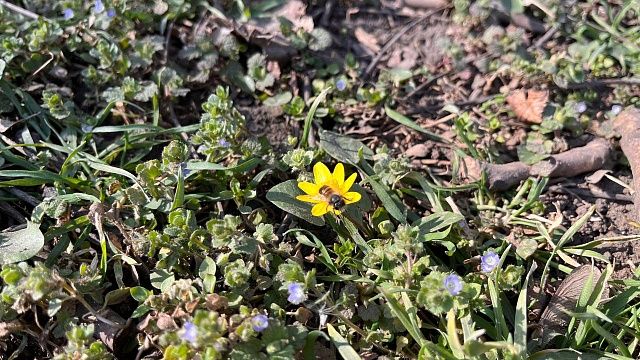 Засаду пчёлам-нелегалам из Узбекистана устроили пчеловоды Башкирии