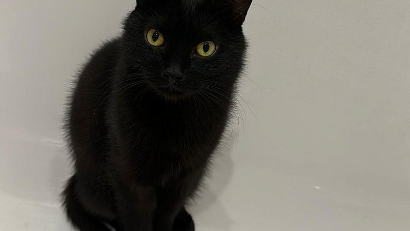 Кота-нелегала из Стамбула посадили на карантин в Новороссийске