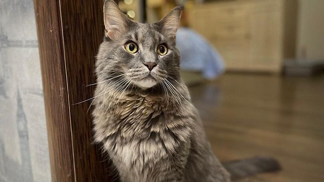 Кот Барсик стал талисманом российских бойцов в Запорожской области