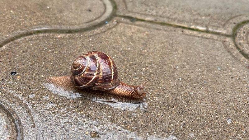 Редкую белеющую улитку внесут в Красную книгу Краснодарского края