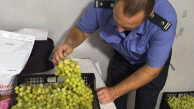 Более 56 тысяч тонн винограда с начала 2025 года ввезли в Краснодарский край
