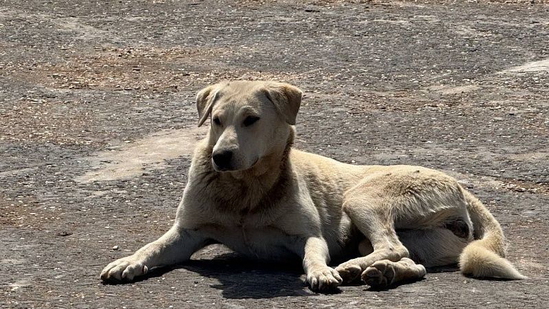 Питомцев беженцев усыпили без согласия хозяев в Финляндии