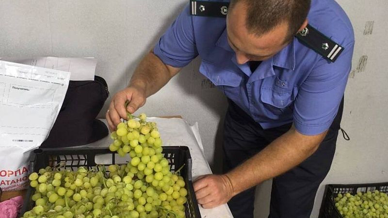 Более 56 тысяч тонн винограда с начала 2025 года ввезли в Краснодарский край