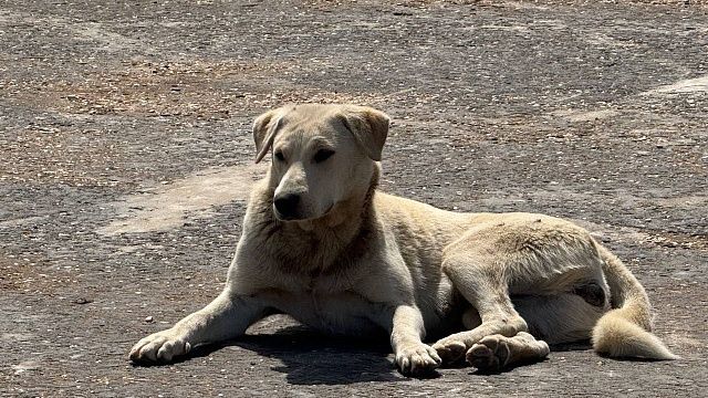 Собака загрызла хозяина во время кормления в Иркутской области