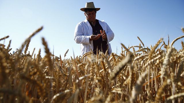 Власти Кубани предложат банкам кредитовать фермеров под залог собранного урожая