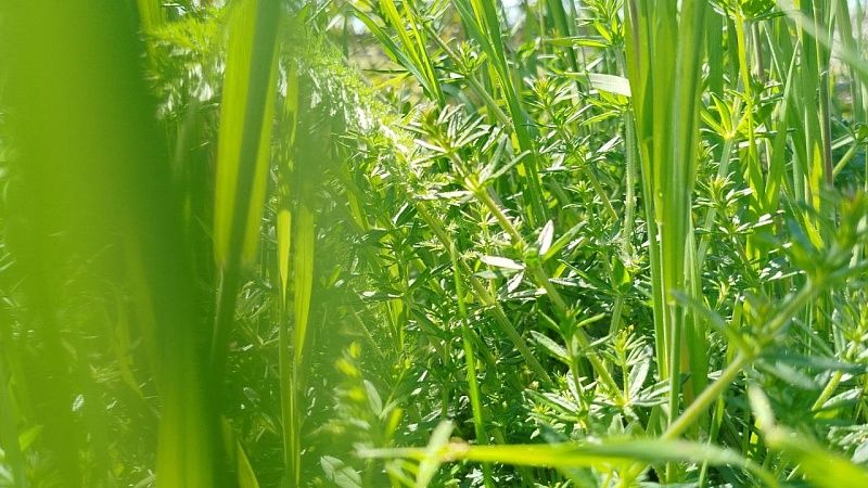 Эпидемиолог Детано рассказал, как защититься от клещей