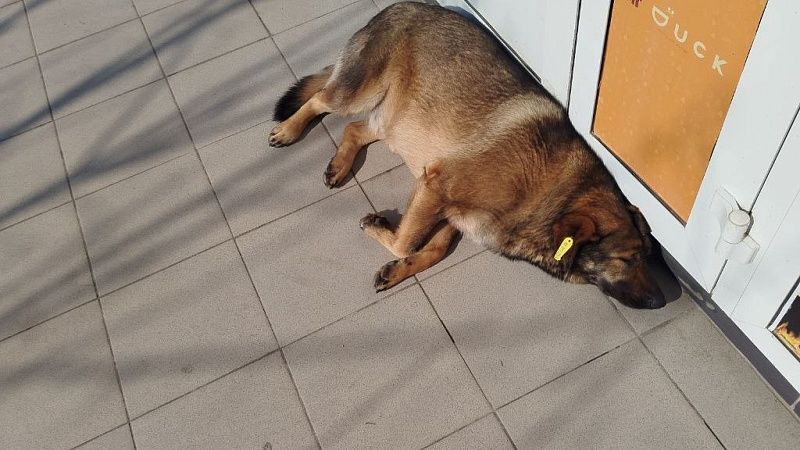 Контракт за 5,4 млн рублей на отлов бездомных животных заключили в Краснодаре